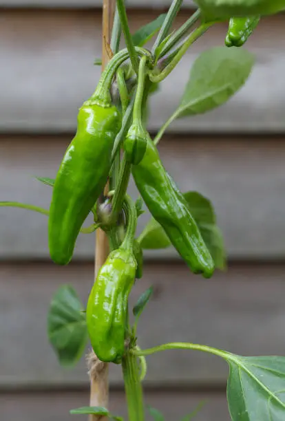 Closeup of padron chilli peppers growing on a pepper plant. The peppers are popular as a Spanish tapas dish