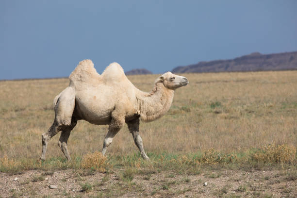 istock Two-humped Camel, Bactrian in nature, Kazakhstan 1024193916