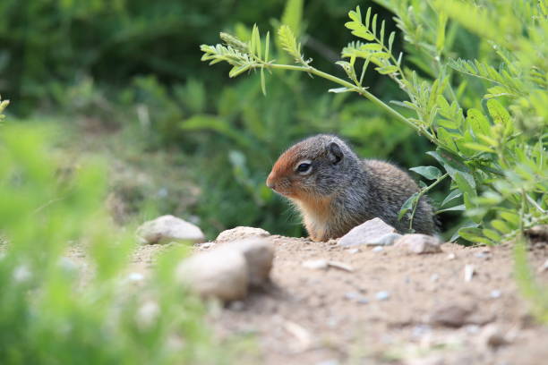 istock Columbian ground squirrel  Cub canadian Rockies 1024196950
