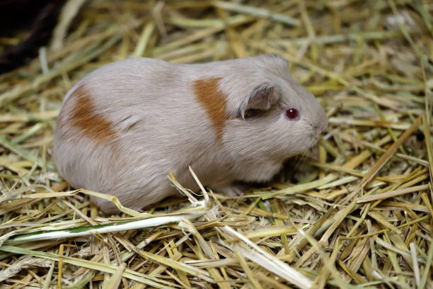 istock White-brown domestic guinea pig (Cavia porcellus) cavy 1024197406