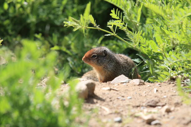 istock Columbian ground squirrel  Cub canadian Rockies 1024197572