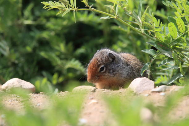 istock Columbian ground squirrel  Cub canadian Rockies 1024202388