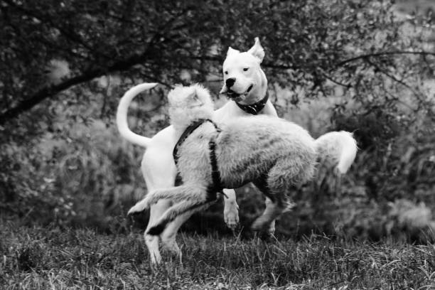 Two jumping dogs in a joyful game