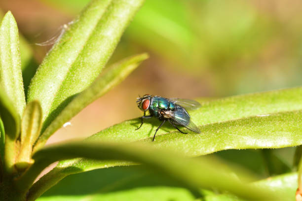 Lucilia sericata soaking up the sun