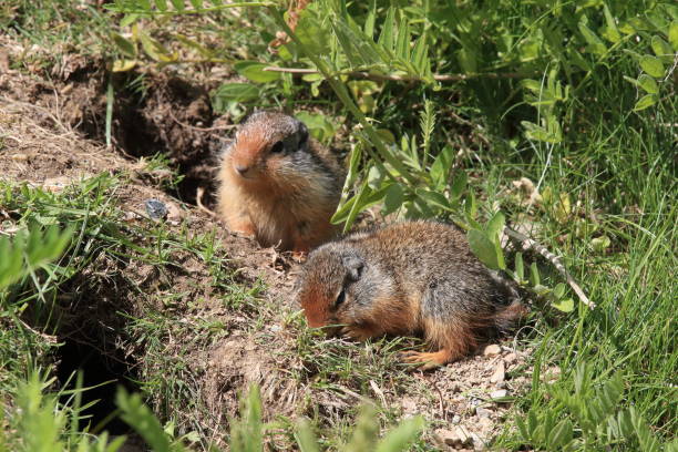 istock Columbian ground squirrel  Cub canadian Rockies 1024206154