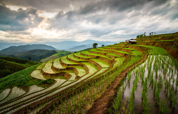 istock Pa Pong Piang Rice Terraces 1024208392