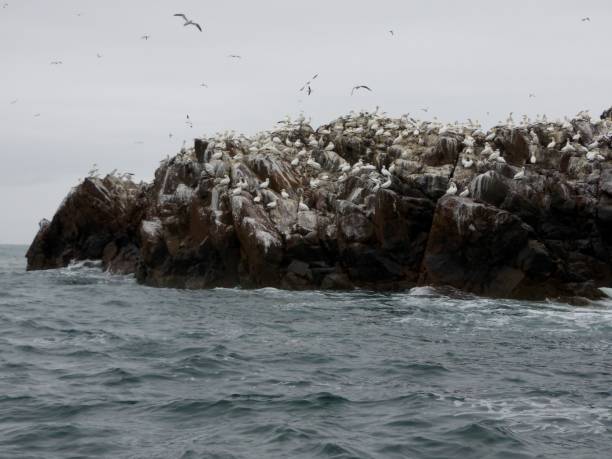view of many gannets and young guga sitting and flying at the edge of bass rock - sea bass imagens e fotografias de stock