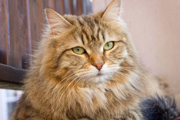 istock Portrait of Domestic Tabby Cat 1024208928