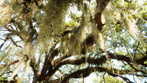 istock Nature In The Summer Time 1024211800