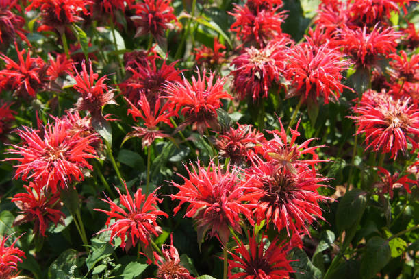 monarda didyma molti fiori rossi - beebalm foto e immagini stock