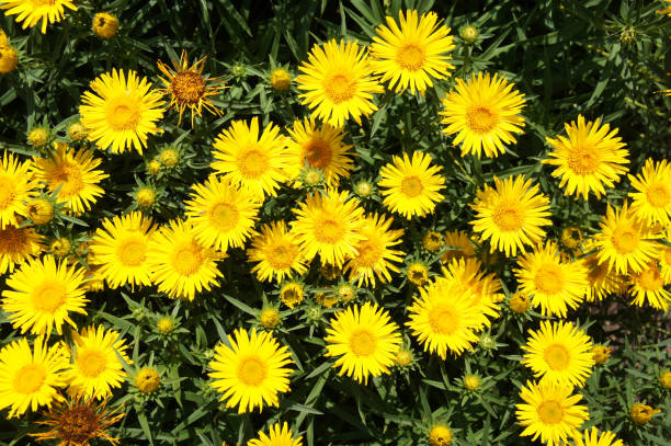Inula ensifolia yellow flowers background Inula ensifolia yellow flowers background inula stock pictures, royalty-free photos & images