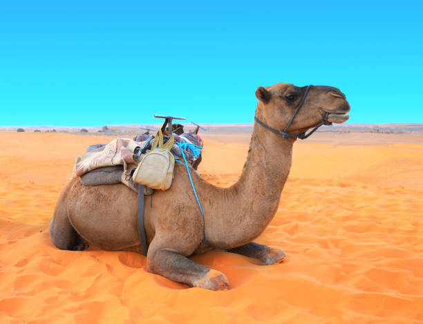 istock Camel in Sahara desert, Morocco 1024215110