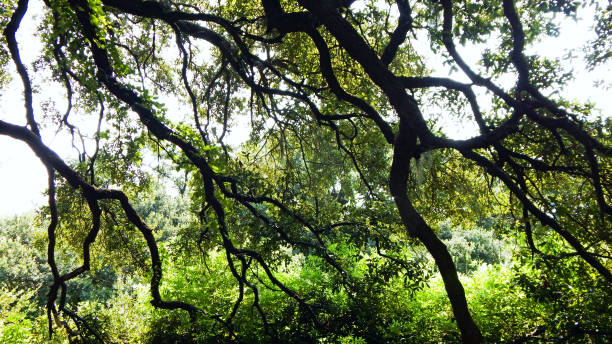 istock Nature In The Summer Time 1024215372