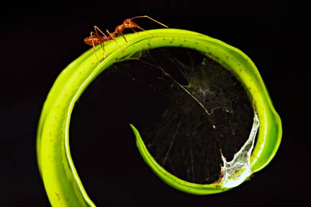 istock Ant marching on green circle fern leaf. 1024215412