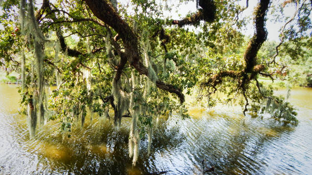 istock Nature In The Summer Time 1024223176