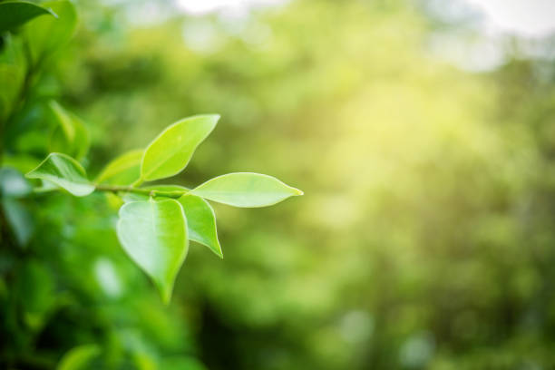istock Green leaf soft focus with closeup in nature view 1024223250