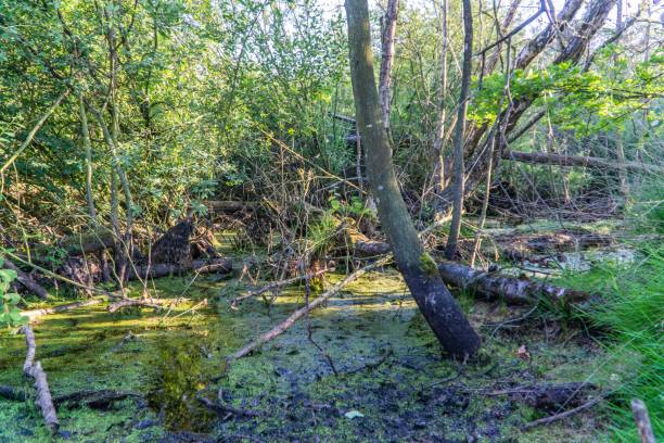 istock Nature protection area Emsdettener Venn 1024223654