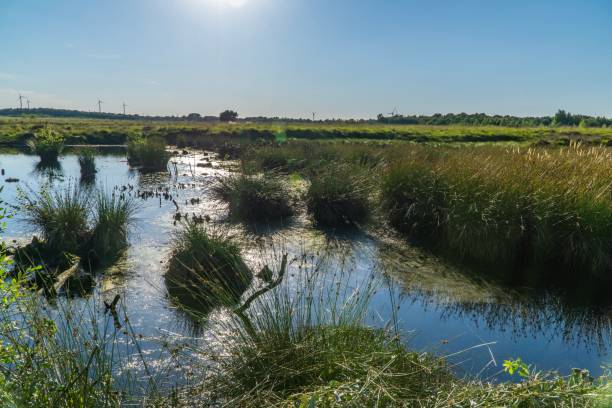 istock Nature protection area Emsdettener Venn. 1024224030