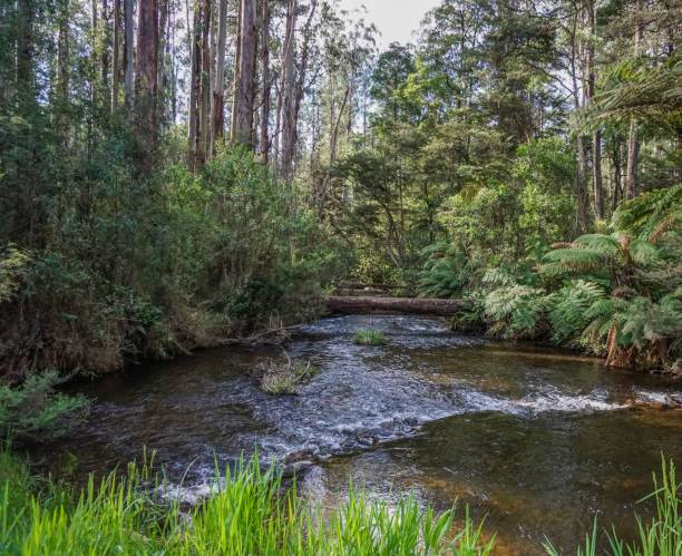 istock River through the rainforest in Australia 1024227092