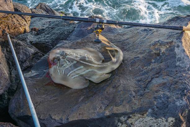 istock Cached stingray shark at St. Kilda beach in Melbourne 1024227098