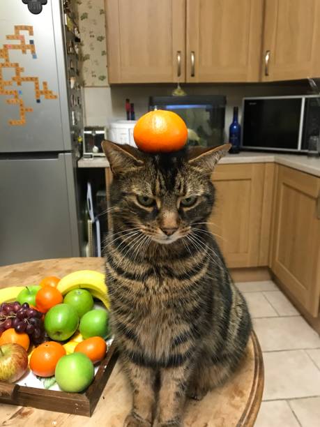 istock A view of my cat Jess balancing an Orange 1024230414