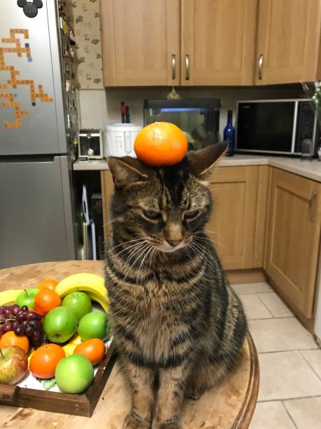 istock A view of my cat Jess balancing an Orange 1024230424