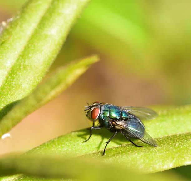 istock Sunshine on Lucilia sericata 1024230700