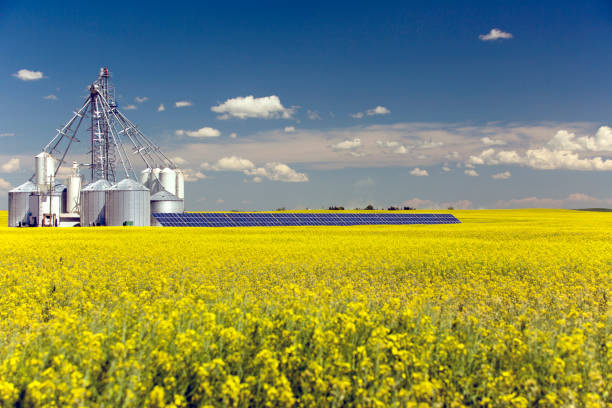 Canola Grain Silo Solar Panel A steel grain silo storage tank with solar panel in a yellow canola field in bloom in Alberta, Canada. canola growth stock pictures, royalty-free photos & images