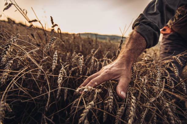 istock Farmer touching golden heads of wheat while walking through field 1024234550