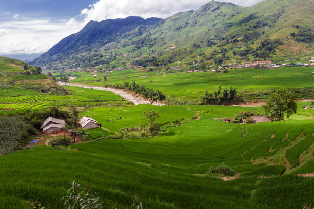 istock rice paddies, Vietnam 1024234560