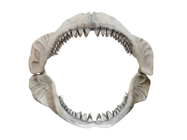 jaws Real jaws of Carcharodon Megalodon, the largest shark to have ever lived on Earth fossil photos stock pictures, royalty-free photos & images