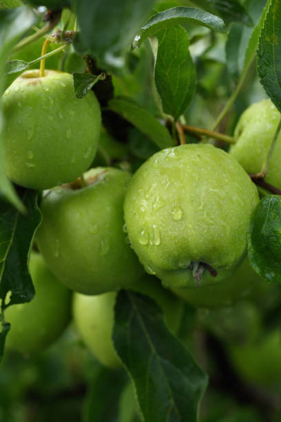 istock Green organic apples in garden 1024235084