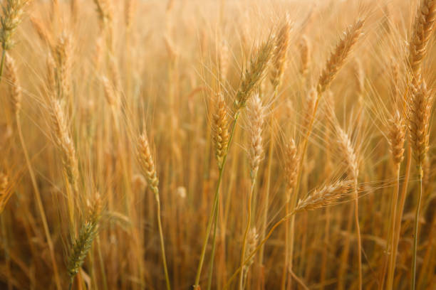 istock Golden ripe wheats field 1024235096