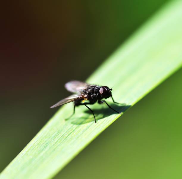 istock Sunshine on Lucilia sericata 1024237336