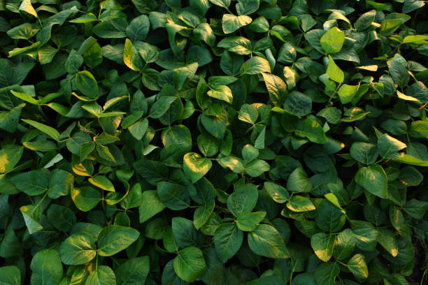 fondo de campo de soja verde - hojas de soja fotografías e imágenes de stock