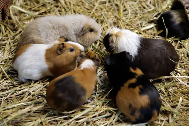 Family of domestic guinea pig (Cavia porcellus) cavy. Photography of nature and wildlife.