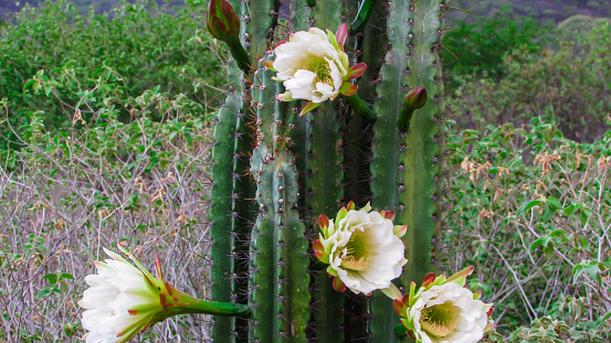 mandacaru cacti, with his beautiful white flower that only opens a single time the night a true espectacle of nature