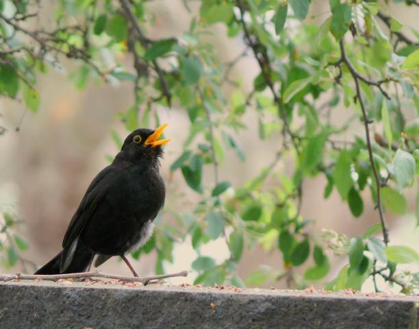 クロウタドリ、つぐみ merula、庭でユーラシア ブラックバード - common blackbird ストックフォトと画像