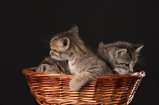 Kittens in a basket over black background.
