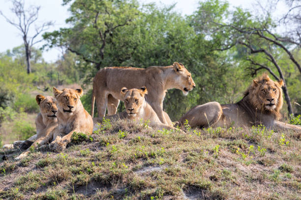 Lion Family in South Africa stock photo