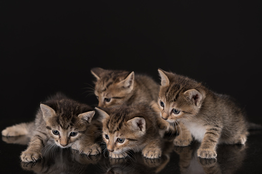 Group of Kittens in black table