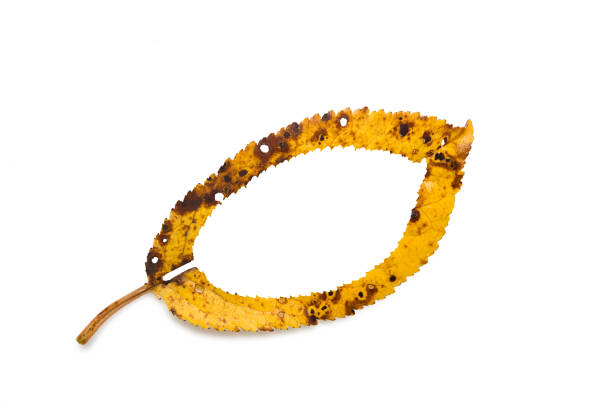 Yellow autumn leaf with shadow closeup with place for text