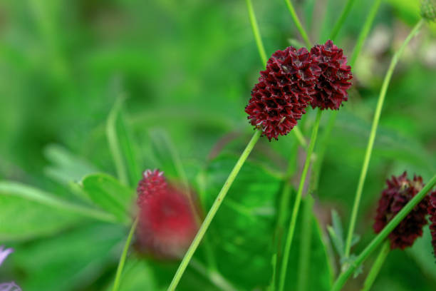 istock Great burnet Sanguisorba officinalis Greater burnet flower 1024253400