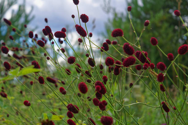 istock Great burnet Sanguisorba officinalis Greater burnet flower 1024253406