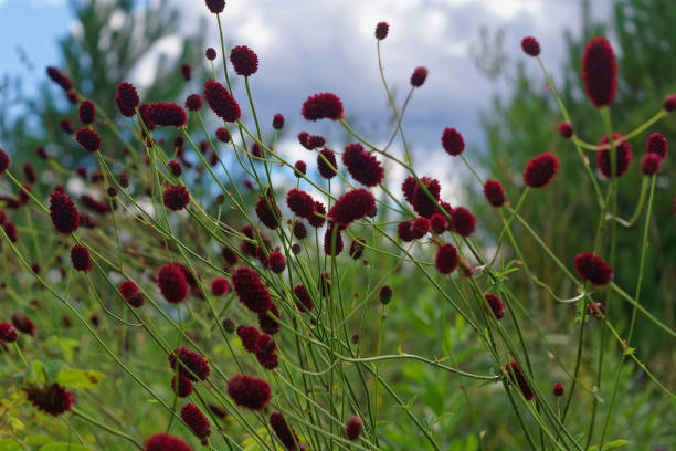 istock Great burnet Sanguisorba officinalis Greater burnet flower 1024253410