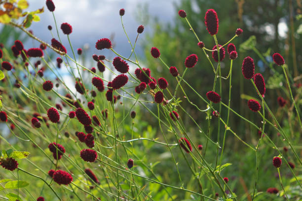 istock Great burnet Sanguisorba officinalis Greater burnet flower 1024253418