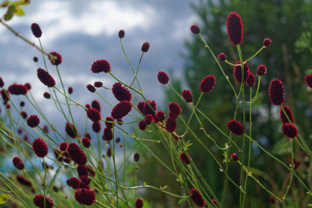istock Great burnet Sanguisorba officinalis Greater burnet flower 1024253424