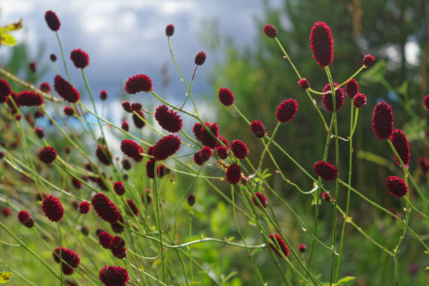 istock Great burnet Sanguisorba officinalis Greater burnet flower 1024253438