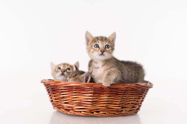 Kittens in a basket over white background .