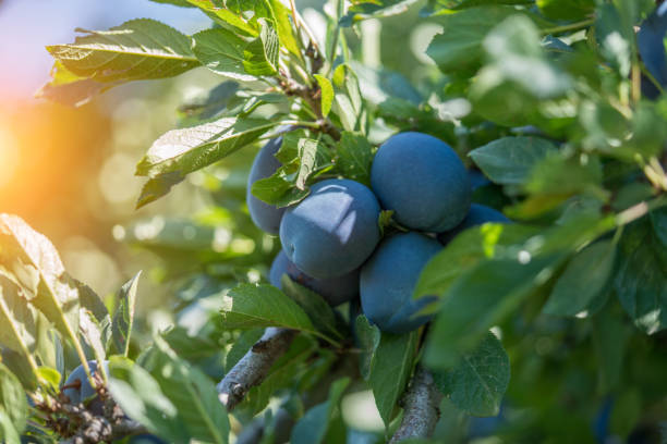 Newly picked purple plums collected in a bowl in green grass in garden.